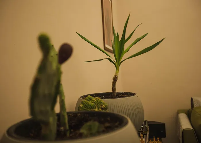 4 Balconi Paladini E Bed and breakfast