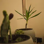 4 Balconi Paladini E Bed and Breakfast