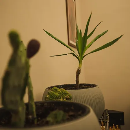 4 Balconi Paladini E 住宿加早餐酒店